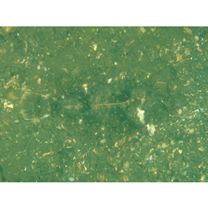 Pleuronectes yokohamae Gunther, 1877