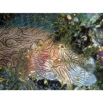 Rhinopias aphanes Eschmeyer, 1973