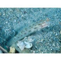 Ctenogobiops mitodes Randall, Shao et Chen, 2007