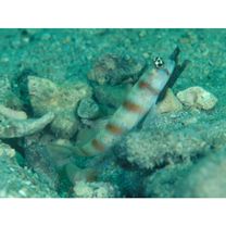 Amblyeleotris ogasawarensis Yanagisawa, 1978