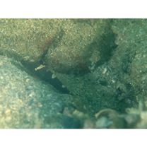 Cryptocentrus maudae Fowler, 1937