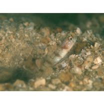 Amblyeleotris gymnocephala (Bleeker, 1853)