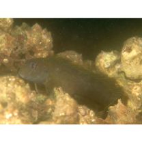 Omobranchus fasciolatoceps (Richardson, 1846)