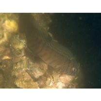 Omobranchus fasciolatoceps (Richardson, 1846)