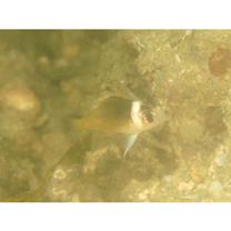 Scolopsis vosmeri (Bloch, 1792)