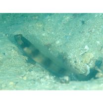 Amblyeleotris gymnocephala (Bleeker, 1853)