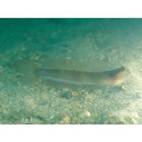 Amblyeleotris gymnocephala (Bleeker, 1853)