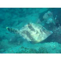 Monacanthus chinensis (Osbeck, 1765)