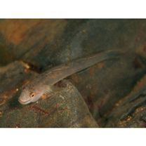 Smilosicyopus leprurus (Sakai et Nakamura, 1979)