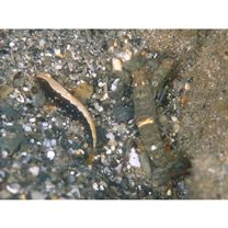 Cryptocentrus albidorsus (Yanagisawa, 1978)