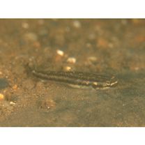 Stiphodon percnopterygionus Watson et Chen, 1998