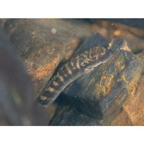 Sicyopterus japonicus (Tanaka, 1909)