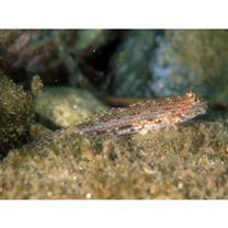 Istigobius campbelli (Jordan et Snyder, 1901)