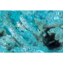 Ctenogobiops formosa Randall, Shao et Chen, 2003