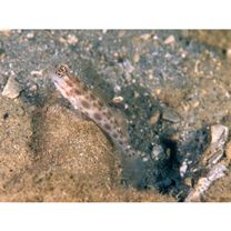 Ctenogobiops mitodes Randall, Shao et Chen, 2007