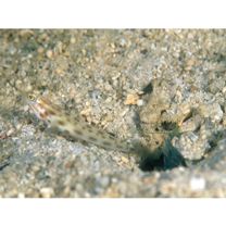 Ctenogobiops feroculus Lubbock et Polunin, 1977