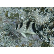 Chaetodon argentatus Smith et Radcliffe, 1911