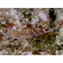 Enneapterygius elegans (Peters, 1876)