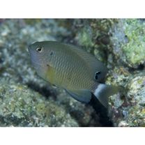 Pomacentrus bankanensis Bleeker, 1853