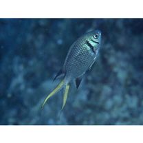 Chromis xanthura (Bleeker, 1854)