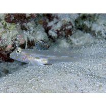 Fusigobius pallidus (Randall, 2001)