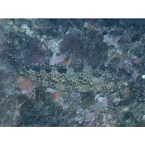 Epinephelus hexagonatus (Forster, 1801)