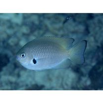 Pomacentrus nigromarginatus Allen, 1973