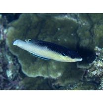 Anampses neoguinaicus Bleeker, 1878