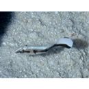 Diagramma pictum (Thunberg, 1792)