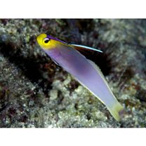 Nemateleotris helfrichi Randall et Allen, 1973