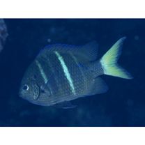 Abudefduf notatus (Day, 1870)