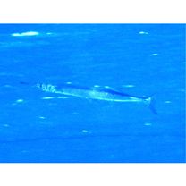 Tylosurus crocodilus crocodilus (Peron et Lesueur, 1821)