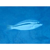 Scolopsis monogramma (Cuvier, 1830)