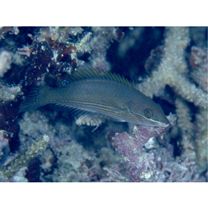 Stethojulis strigiventer (Bennett, 1832)