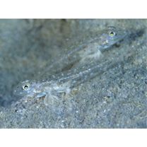 Oplopomops sp. 1 of Suzuki and Shibukawa, 2004