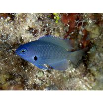 Pomacentrus nigromarginatus Allen, 1973