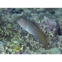 Cirripectes imitator Williams, 1985