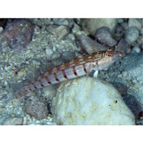 Parapercis multiplicata Randall, 1984