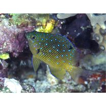 Plectroglyphidodon lacrymatus (Quoy et Gaimard, 1825)