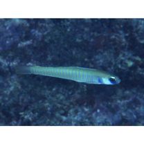 Ptereleotris zebra (Fowler, 1938)