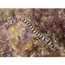 Doryrhamphus (Dunckerocampus) dactyliophorus (Bleeker, 1853)