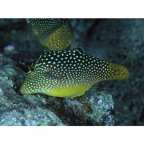 Canthigaster solandri (Richardson, 1845)