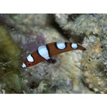 Coris gaimard (Quoy et Gaimard, 1824)