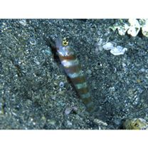 Amblyeleotris periophthalma (Bleeker, 1853)