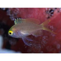 バリアリーフ・アンティアス