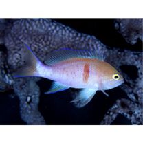 Pseudanthias engelhardi (Allen et Starck, 1982)