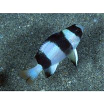 Chrysiptera tricincta (Allen et Randall, 1974)