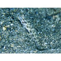 Ctenogobiops feroculus Lubbock et Polunin, 1977