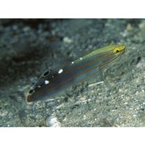 Amblygobius rainfordi (Whitley, 1940)