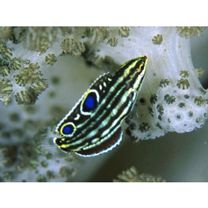 Halichoeres marginatus Ruppell, 1835